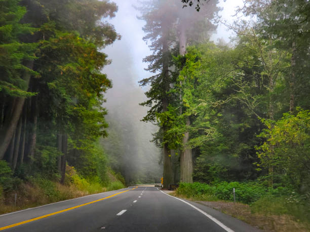 This is a photograph taken on a mobile phone outdoors on a foggy day during the summer of 2020 of the scenic highway through the dense Redwood National Park forest in northern California.