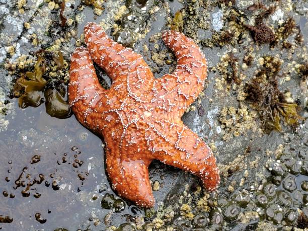 istock Orange Starfish on Rocky California Coast at Low Tide 1485904688