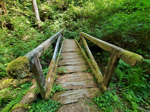 This is a photograph taken on a mobile phone outdoors in during the summer of 2020 of a footbridge covered with moss in Redwood National Park, California.