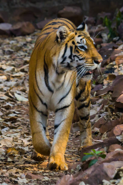 istock Royal Bengal tiger walking in slow pace. Photo taken from front side. 1485904754