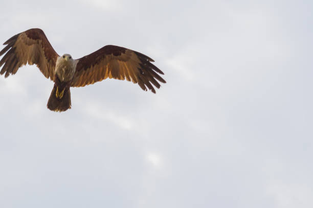 istock Brahminy kites or red backed sea eagle flying with its wings wide open ready for hunting prey during Twilight hours. These medium size raptor birds mostly feed on fish. 1485904767