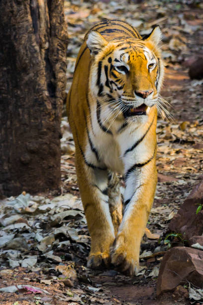 istock Royal Bengal tiger walking in slow pace. Photo taken from front side. 1485904903