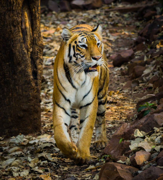 istock Royal Bengal tiger walking in slow pace. Photo taken from front side. 1485904923