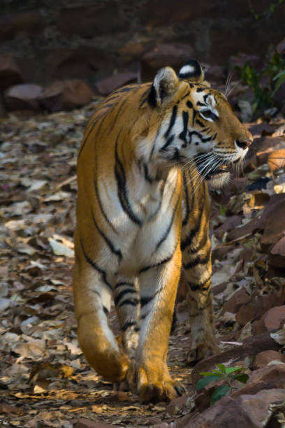 istock Royal Bengal tiger walking in slow pace. Photo taken from front side. 1485904925