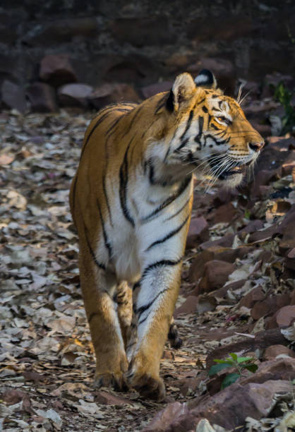 istock Royal Bengal tiger walking in slow pace. Photo taken from front side. 1485904956