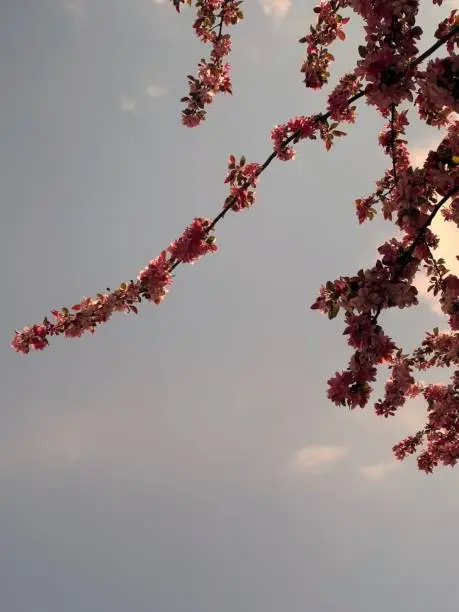 Photo of Cherry Blossoms early morning in Albany, New York