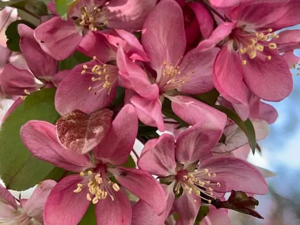 Photo of Cherry Blossoms early morning in Albany, New York