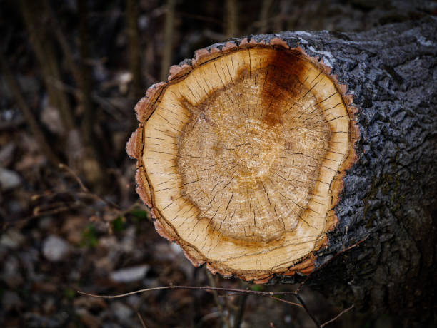istock Close up of tree stump on field 1485909020