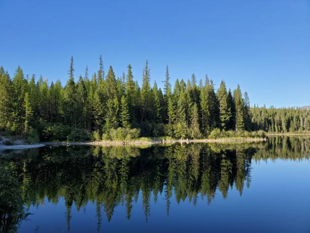 istock Evergreen Trees and Blue Sky Reflecting on Montana Lake 1485909862