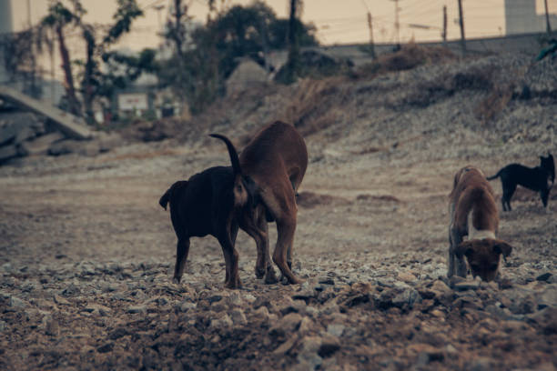 istock homeless dog in bangkok 1485912057