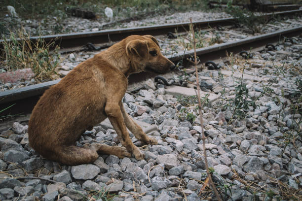 istock homeless dog in bangkok 1485912067