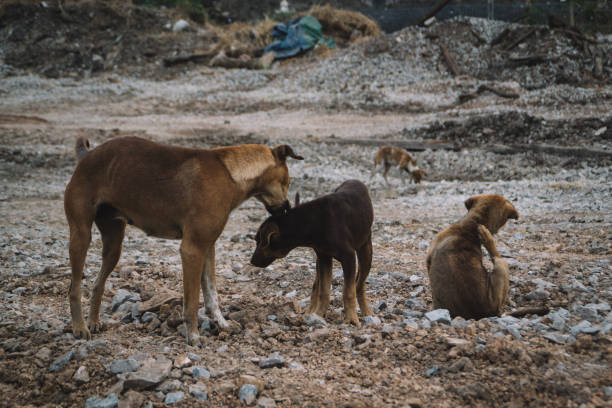 istock homeless dog in bangkok 1485912073
