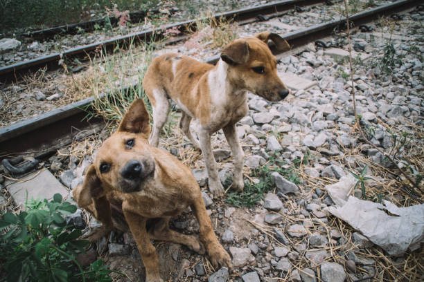 istock homeless dog in bangkok 1485912081