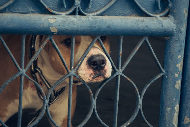 istock homeless dog in bangkok 1485912137