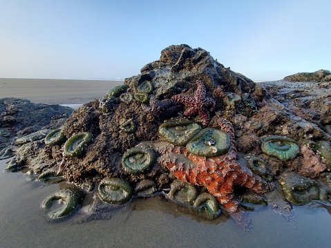 This is a photograph taken on a mobile phone outdoors in during the summer of 2020 of starfish and anenome crowded on a rock at low tide on Bandon Beach, Oregon.