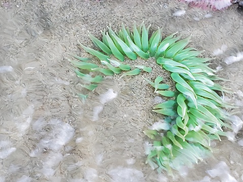 This is a photograph taken on a mobile phone outdoors in during the summer of 2020 of a green anenome under water at low tide on Bandon Beach, Oregon.