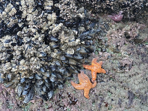 This is a photograph taken on a mobile phone outdoors in during the summer of 2020 of starfish and barnacles crowded on a rock at low tide on Bandon Beach, Oregon.