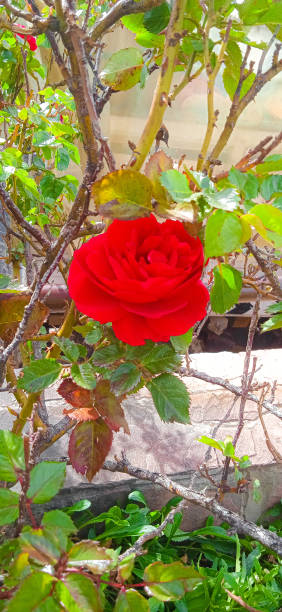 rosa vermelha no meio de um parque - artica - fotografias e filmes do acervo