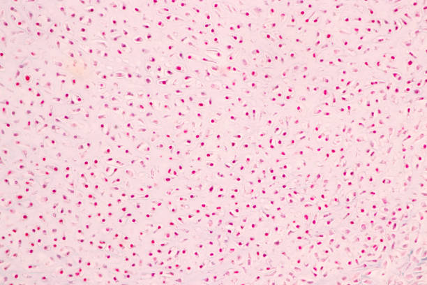 istock Histological Bone, Elastic cartilage human and Joint of human foetus under the microscope. 1485916721