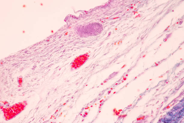 istock Histological Bone, Elastic cartilage human and Joint of human foetus under the microscope. 1485916722