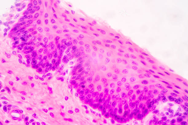 istock Histological Bone, Elastic cartilage human and Joint of human foetus under the microscope. 1485916748
