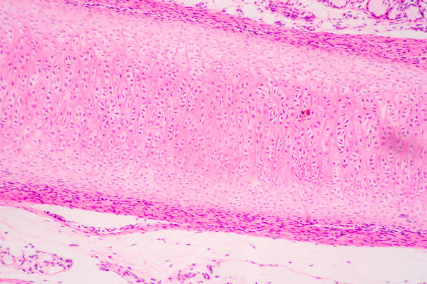 istock Histological Bone, Elastic cartilage human and Joint of human foetus under the microscope. 1485916750
