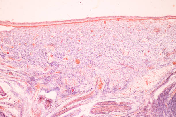 istock Histological Bone, Elastic cartilage human and Joint of human foetus under the microscope. 1485916766