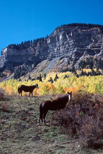 Horses graze under a clear blue sunny sky near golden orange autumn aspen trees and a craggy butte north of Durango, Colorado.   Vertical, portrait format.  Original shot on Kodachrome 35mm film.