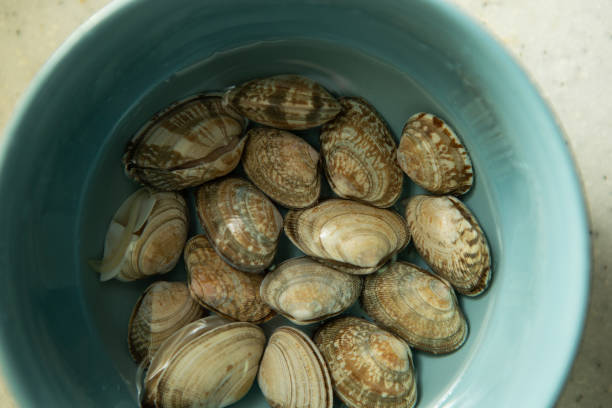 istock fresh clams in a bowl 1485917547