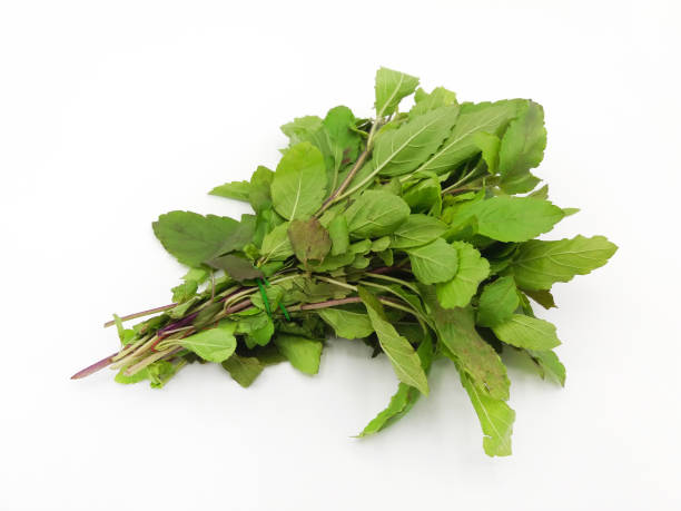 istock Fresh sweet basil isolated on white background. Freshness vegetable or green leaves 1485919721