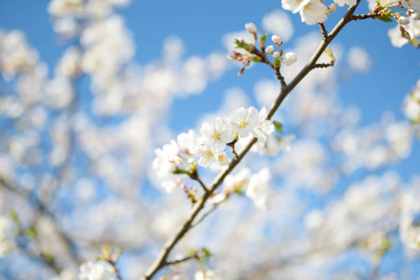 istock Beautiful cherry tree blossoming on spring. Beauty in nature. 1485920604