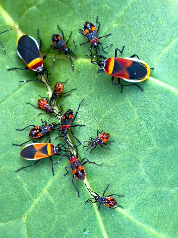 Vertical high angle extreme closeup photo of young and adult vibrant black, red, yellow and orange patterned sap-sucking bugs on a green rhubarb leaf in an organic garden in Autumn . Armidale, New England high country, NSW.