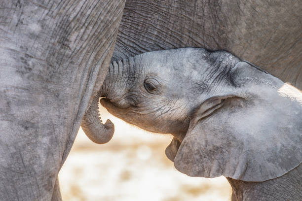 Baby elephant, closeup of baby under mother's body, possibly wanting to nurse, Chobe National Park, country of Botswana in southern Africa.