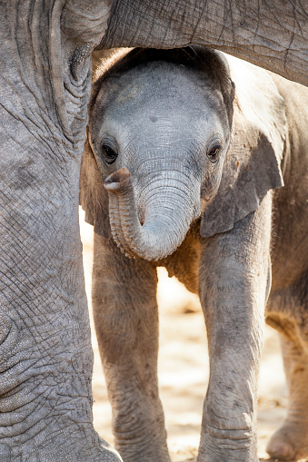 Baby elephant, closeup of baby under mother's body, Chobe National Park, country of Botswana in southern Africa.