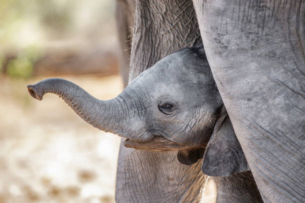Baby elephant, closeup of baby under mother's body, Chobe National Park, country of Botswana in southern Africa.