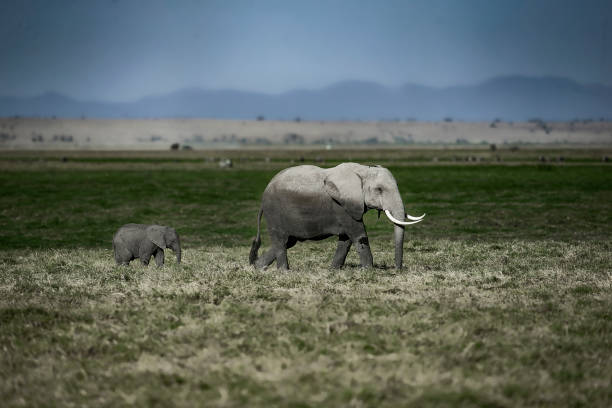 istock Mother and Baby Elephant 9 1485921855