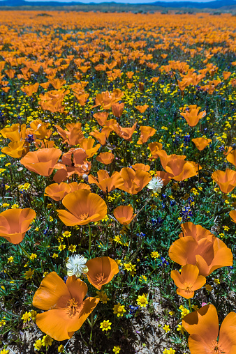 California Poppy, Eschscholzia californica, Antelope Valley Poppy Reserve.  Lancaster, California.
