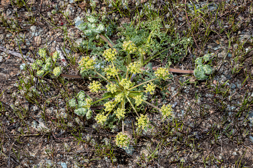 Lomatium dasycarpum, woollyfruit desert parsley, Pepperwood Nature Preserve; Santa Rosa;  Sonoma County, California.