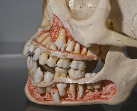 Human skull of about a 11 to 12 year old showing developing and erupting teeth.