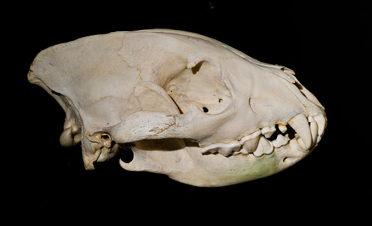 Spotted hyena skull, Crocuta crocuta, also known as laughing hyena, is a carnivorous mammal of the family Hyaenidae, of which it is the largest extant member.