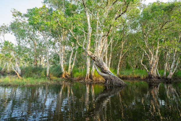istock White samet or cajuput trees in wetlands forest with reflections in water. Greenery botanic garden. Freshwater wetland. Beauty in nature. Body of water. Lush green forest in wetland. Environment day. 1485927721