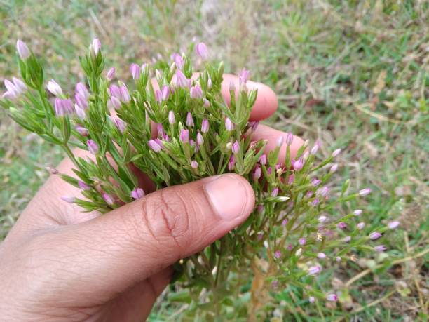 istock Ornamental plant 1485928416