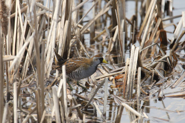 istock Sora (porzana carolina) foraging in some dry reeds 1485929282