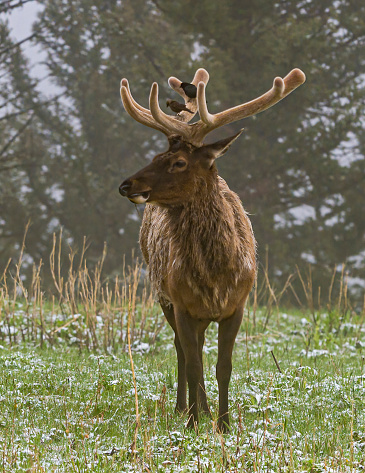 Roe deers (Capreolus capreolus) in winter.