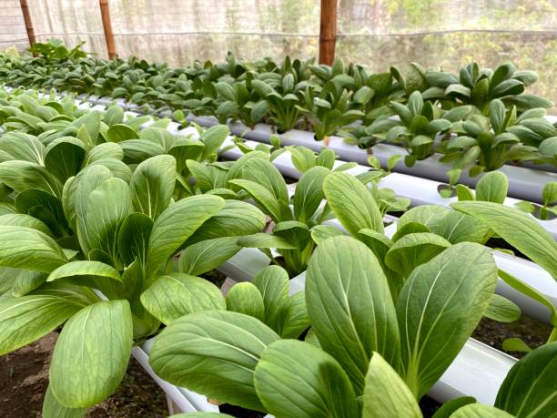 mustard greens or chinese vegetable (brassica chinensis var. parachinensis) plant as hydroponics method. - brassica rapa chinensis imagens e fotografias de stock