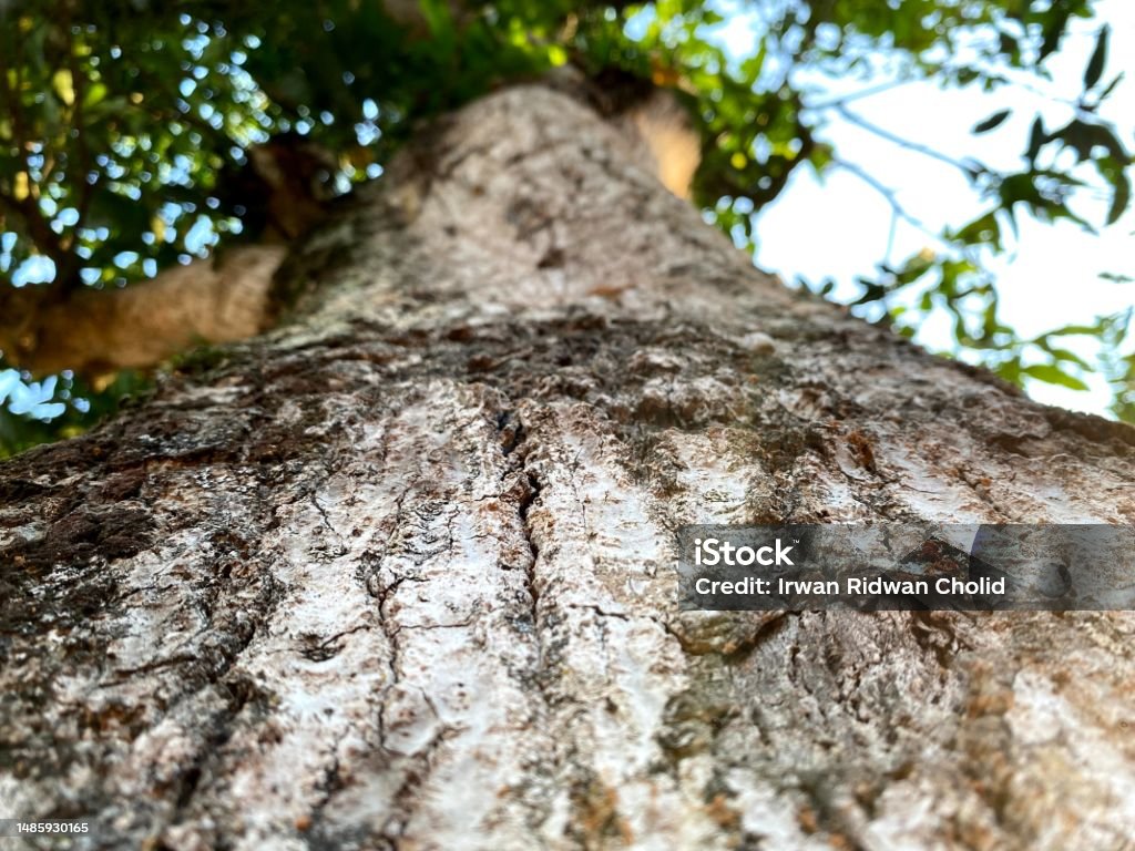 Low Rise Tree Trunk Tree Trunk Texture With Low Angel View Stock Photo - Download Image Now ...