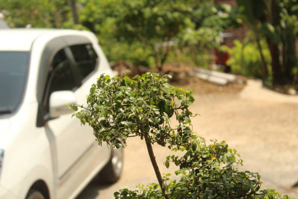 A very beautiful bonsai plant with a blurred background
