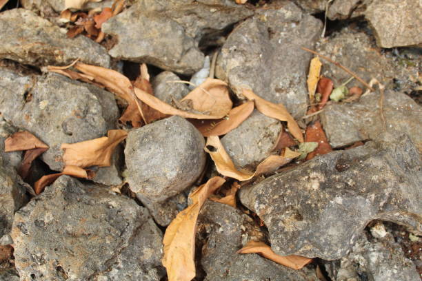 gray rocks with some dry leaves. perfect for nature and drought themes.