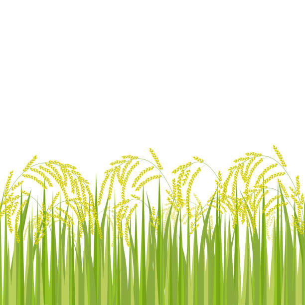 Free Rice Field Vector 5,300+ Rice Field Stock Illustrations, Royalty-Free Vector Graphics ...