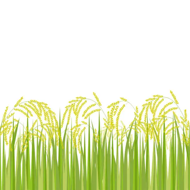 Vector illustration of The rice field on white background vector.